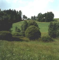 Bažiny