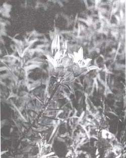 Lilie cibulkonosná, silně ohrožený druh